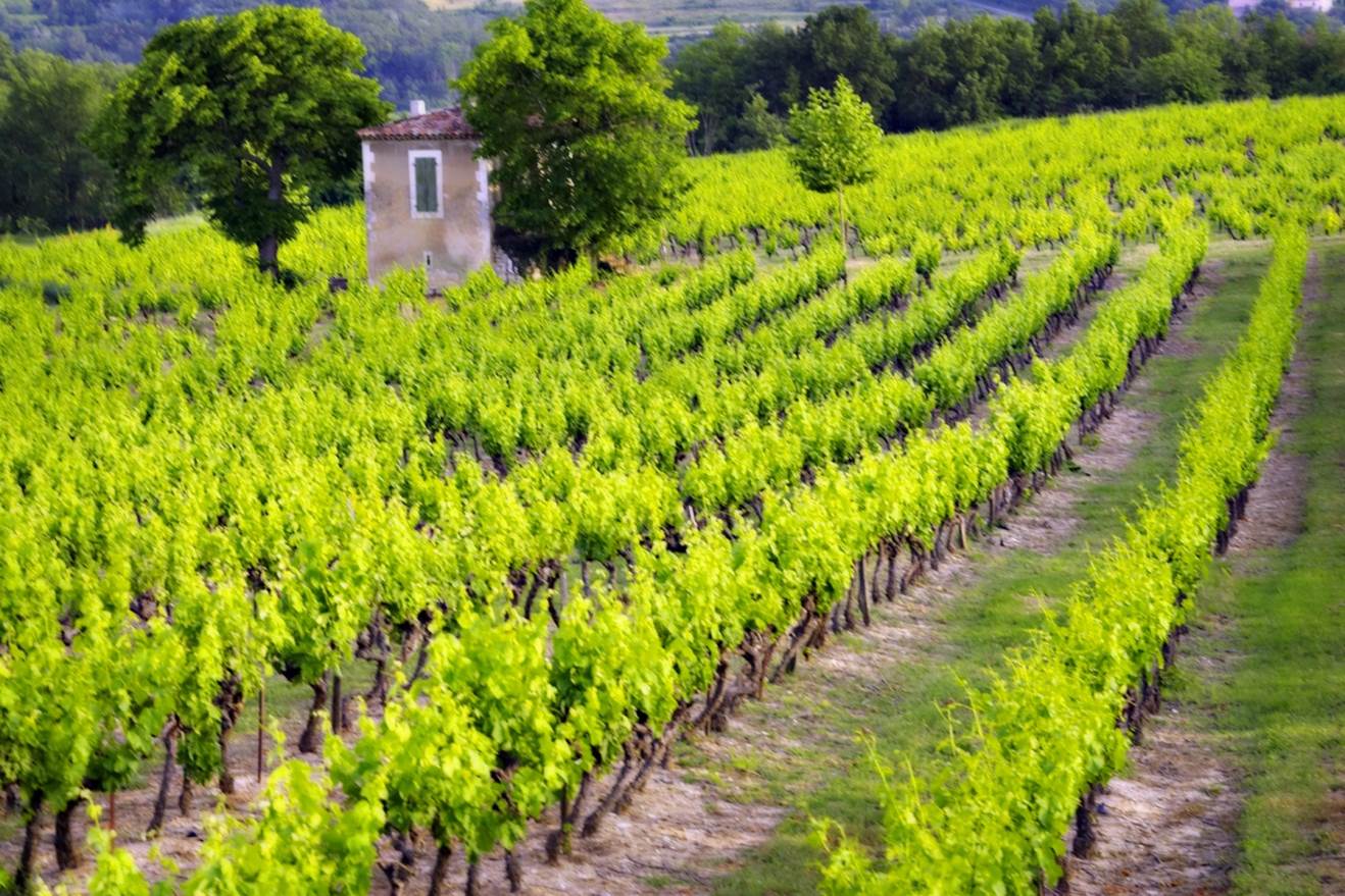 Wine Country Tours Loire Valley Vineyards Image
